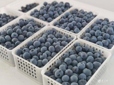 青島農(nóng)品調(diào)研記|④寶山藍(lán)莓之"新"見