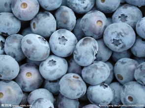 藍(lán)莓圖片